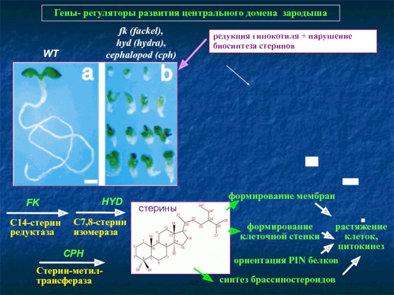 Kraken зеркало рабочее